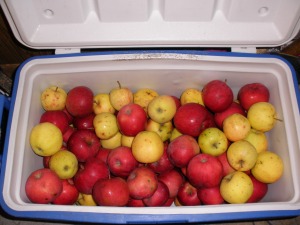 Over a bushel of apples