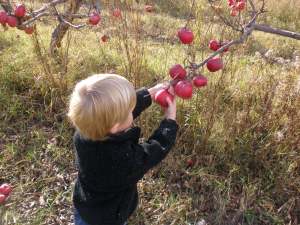 Little guy pickin' apples