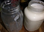 warm milk inoculated with yogurt bacteria