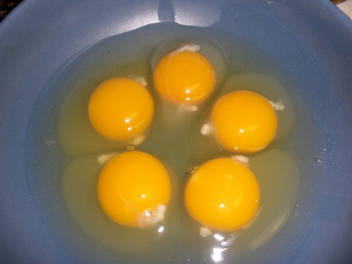Molly's first five eggs.