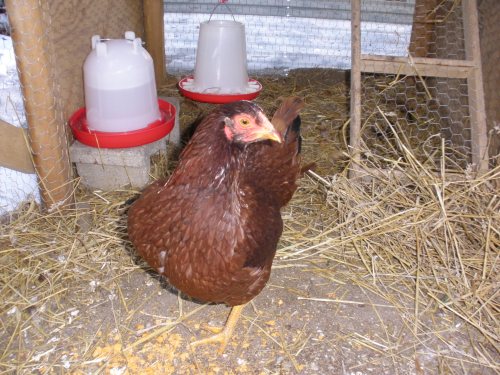 Lonely Rhode Island Red