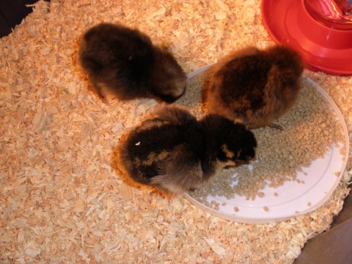 My three little chicks in the brooder.