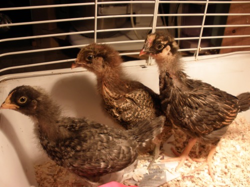 The girls in the brooder