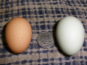 Easter Egger Egg